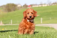 Sandy, a female Miniature Labradoodle for sale in Sugarcreek, OH – 2 of 4