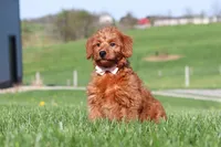 Sandy, a female Miniature Labradoodle for sale in Sugarcreek, OH – 3 of 4