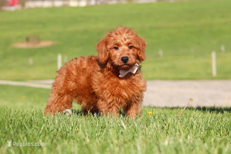 Sandy – Miniature Labradoodle puppy for sale in Sugarcreek, OH