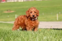 Sandy, a female Miniature Labradoodle for sale in Sugarcreek, OH – 1 of 4