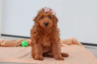 Sandy, a female Miniature Labradoodle for sale in Sugarcreek, OH – 1 of 8