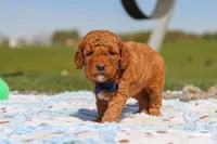 Carter, a male Goldendoodle for sale in Sugarcreek, OH – 2 of 6
