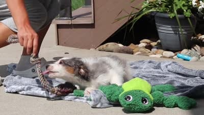 Huck, a male Miniature Bernedoodle for sale in Sugarcreek, OH – 7 of 10