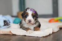 Daisy, a female Miniature Bernedoodle for sale in Sugarcreek, OH – 3 of 10