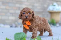 Jaiden, a male Cavapoo for sale in Sugarcreek, OH – 4 of 5