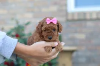Nala, a female Poodle - Miniature  for sale in Sugarcreek, OH – 9 of 10