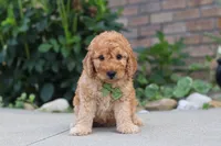 Kobe, a male Miniature Labradoodle for sale in Sugarcreek, OH – 4 of 6