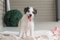 Huck, a male Miniature Bernedoodle for sale in Sugarcreek, OH – 1 of 10