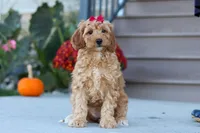 Jasmine, a female Miniature Labradoodle for sale in Sugarcreek, OH – 6 of 7