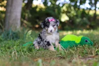 Isabella, a female Miniature Bernedoodle for sale in Sugarcreek, OH – 6 of 7