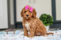 Millie, a female Miniature Goldendoodle for sale in Sugarcreek, OH – Photo 5 of 6