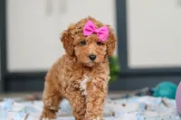Millie, a female Miniature Goldendoodle for sale in Sugarcreek, OH – Photo 4 of 6