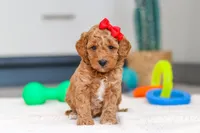 Millie, a female Miniature Goldendoodle for sale in Sugarcreek, OH – Photo 1 of 5