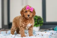 Millie, a female Miniature Goldendoodle for sale in Sugarcreek, OH – Photo 3 of 6