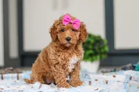 Millie, a female Miniature Goldendoodle for sale in Sugarcreek, OH – Photo 2 of 6