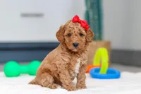 Millie, a female Miniature Goldendoodle for sale in Sugarcreek, OH – Photo 2 of 5