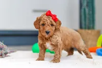 Millie, a female Miniature Goldendoodle for sale in Sugarcreek, OH – Photo 3 of 5