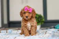 Millie, a female Miniature Goldendoodle for sale in Sugarcreek, OH – Photo 1 of 6