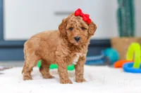 Millie, a female Miniature Goldendoodle for sale in Sugarcreek, OH – Photo 4 of 5