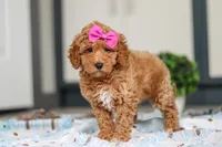 Millie, a female Miniature Goldendoodle for sale in Sugarcreek, OH – Photo 6 of 6