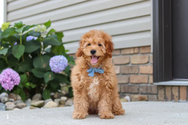 Chase – Goldendoodle puppy for sale in Sugarcreek, OH