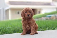 Kira, a female Miniature Labradoodle for sale in Sugarcreek, OH – 2 of 5