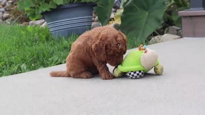 Kingstone, a male Miniature Labradoodle for sale in Sugarcreek, OH – 6 of 6