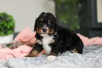 Dolly, a female Miniature Bernedoodle for sale in Sugarcreek, OH – 6 of 10