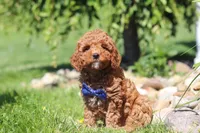 Carter, a male Goldendoodle for sale in Sugarcreek, OH – 3 of 5
