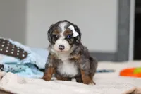 Darla , a female Miniature Bernedoodle for sale in Sugarcreek, OH – 7 of 9