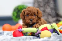 Anson, a male Cavapoo for sale in Sugarcreek, OH – 7 of 8