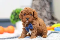 Anson, a male Cavapoo for sale in Sugarcreek, OH – 5 of 8