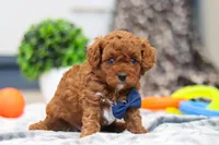 Anson, a male Cavapoo for sale in Sugarcreek, OH – 4 of 8