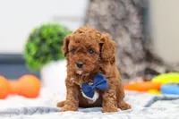 Anson, a male Cavapoo for sale in Sugarcreek, OH – 3 of 8