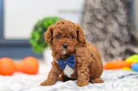 Anson, a male Cavapoo for sale in Sugarcreek, OH – 2 of 8