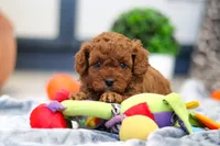 Anson, a male Cavapoo for sale in Sugarcreek, OH – 8 of 8