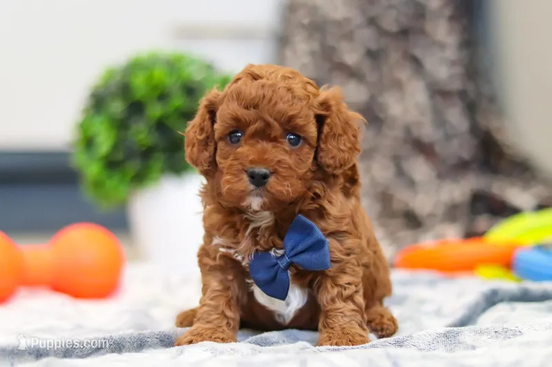 Anson – Cavapoo puppy on hold in Sugarcreek, OH