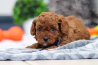 Anson, a male Cavapoo for sale in Sugarcreek, OH – 6 of 8