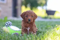Emily, a female Miniature Goldendoodle for sale in Sugarcreek, OH – 3 of 5