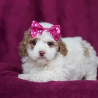 Hallie, a female Miniature Goldendoodle for sale in Sugarcreek, OH – Photo 3 of 10