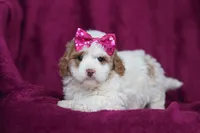 Hallie, a female Miniature Goldendoodle for sale in Sugarcreek, OH – Photo 3 of 10