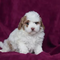 Hallie, a female Miniature Goldendoodle for sale in Sugarcreek, OH – Photo 6 of 10