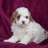 Hallie, a female Miniature Goldendoodle for sale in Sugarcreek, OH – Photo 10 of 10