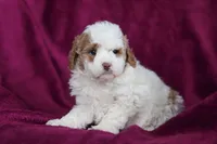 Hallie, a female Miniature Goldendoodle for sale in Sugarcreek, OH – Photo 10 of 10