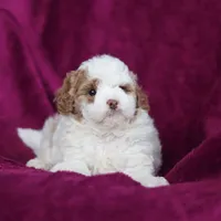 Hallie, a female Miniature Goldendoodle for sale in Sugarcreek, OH – Photo 5 of 10