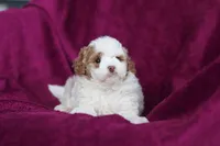 Hallie, a female Miniature Goldendoodle for sale in Sugarcreek, OH – Photo 5 of 10