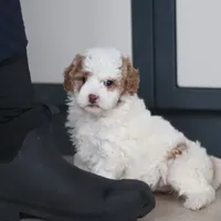 Hallie, a female Miniature Goldendoodle for sale in Sugarcreek, OH – Photo 8 of 10