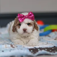 Hallie, a female Miniature Goldendoodle for sale in Sugarcreek, OH – Photo 2 of 10