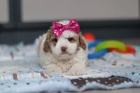 Hallie, a female Miniature Goldendoodle for sale in Sugarcreek, OH – Photo 2 of 10