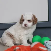 Hallie, a female Miniature Goldendoodle for sale in Sugarcreek, OH – Photo 9 of 10